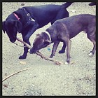 Lady and Woody playing at Kingman Park Island