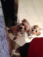 Mia & Tucker waiting for there treat.