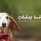 November is National Adopt a Senior Pet Month